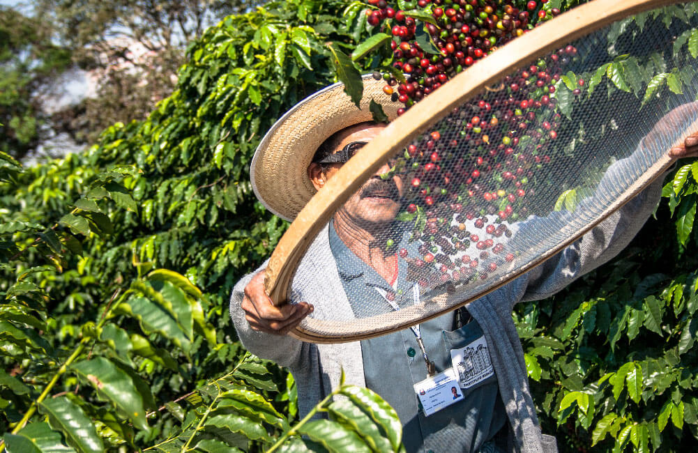 coffee farmer picking berries